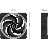 Arctic Sag fan Sort